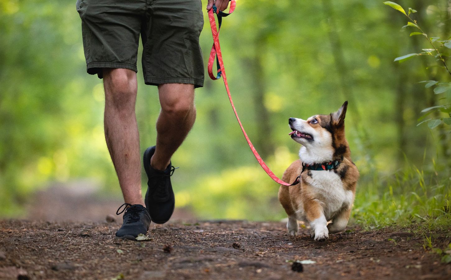 Photo shows a man from the waist down, walking a dog on a leash through the woods